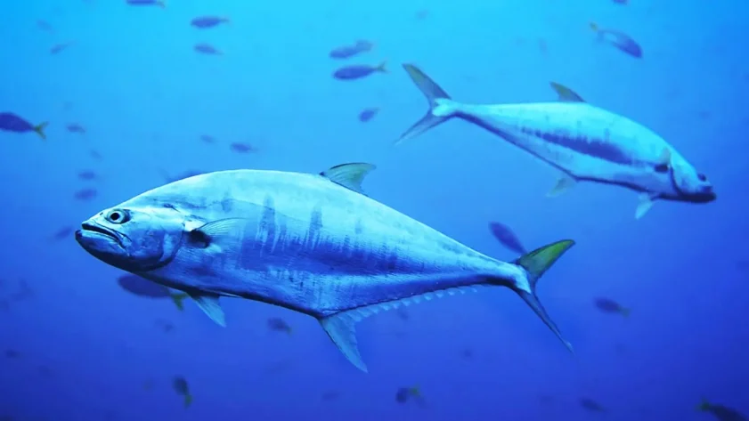 Orkinosun Danimarka'ya nefes kesen geri dönüşü