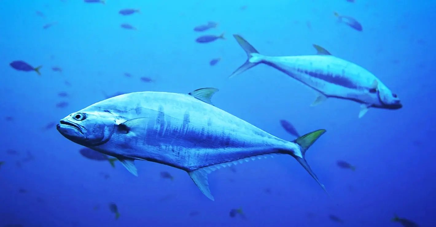 Orkinosun Danimarka'ya nefes kesen geri dönüşü